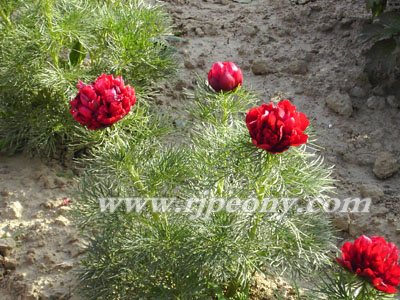 ����ĵ��