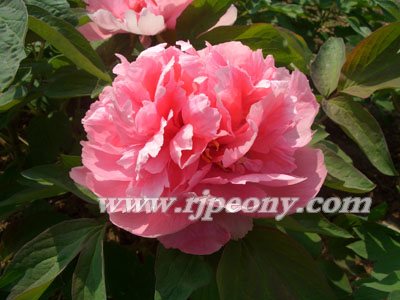 ���˹�ɫ2169