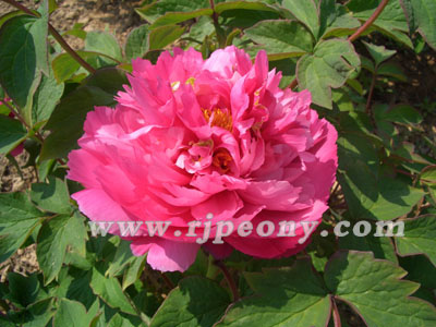 �������2189