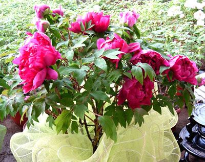 ����ĵ��